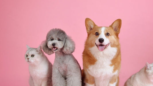 Unlocking the Benefits of Electrolytes Powder for Your Beloved Pets. - Sharrets Nutritions LLP