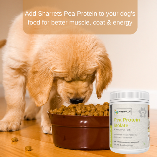 A happy dog eating food mixed with Sharrets Pea Protein Powder