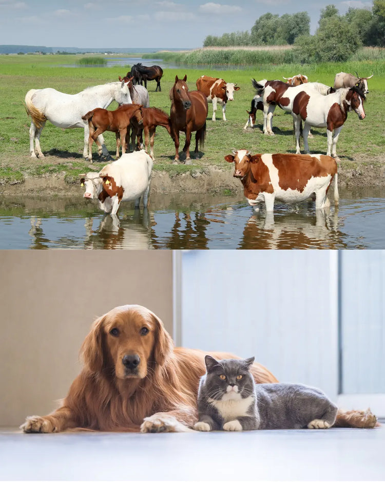 Animal Nutrition Supplements for Pets & Livestock