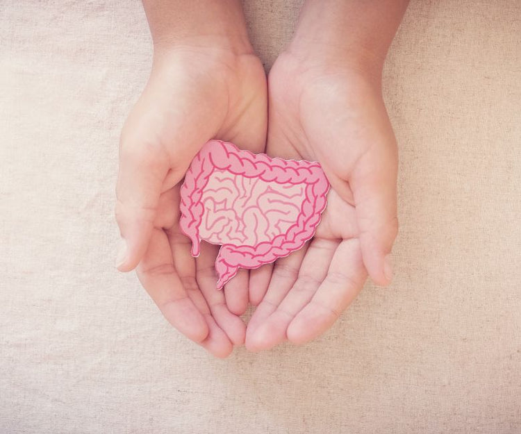 Gut Health Supplements for Better Digestion & Microbiome Balance