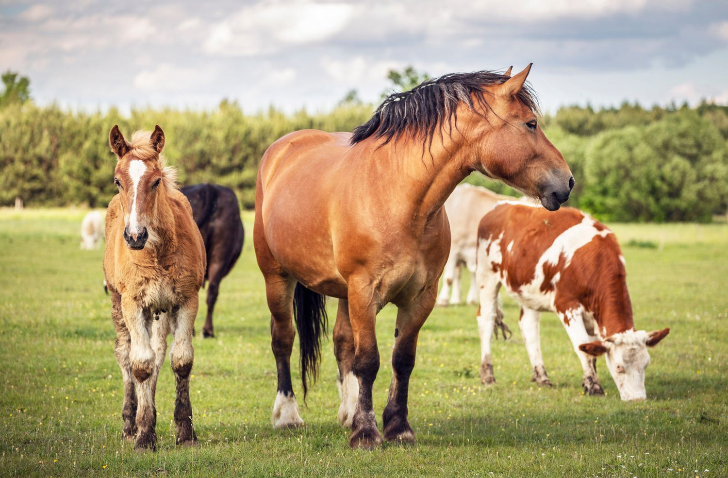 Livestock & Feed Supplements for Cattle, Horses in India 