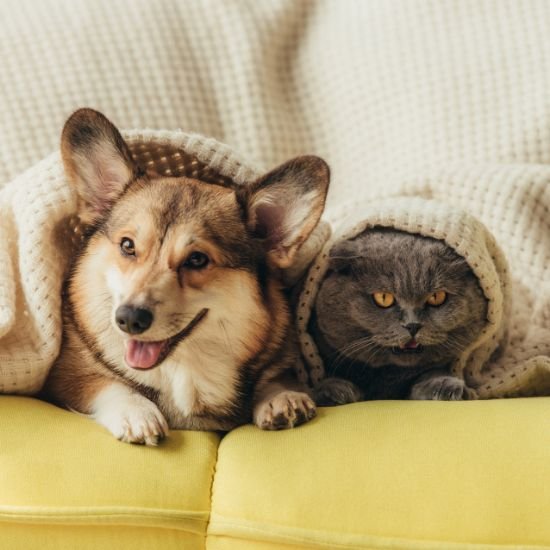 Pet Nutrition Supplements - Sharrets Nutritions LLP