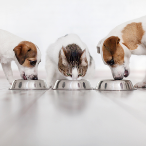 Pet Supplements for Dogs & cats in India