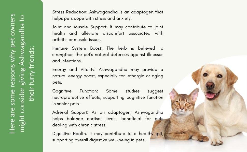 Ashwagandha herbal supplement benefits for dogs and cats supporting stress relief immunity joint health and vitality in pets