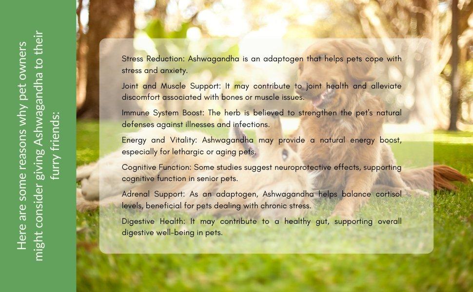 Benefits of Ashwagandha supplement for dogs and cats supporting stress relief immunity joint health and energy in pets