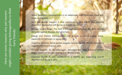 Benefits of Ashwagandha supplement for dogs and cats supporting stress relief immunity joint health and energy in pets