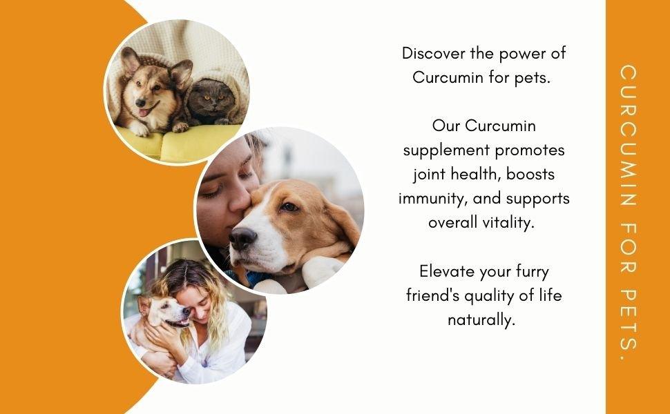 Benefits of curcumin turmeric supplement for dogs and cats supporting joint health inflammation relief and immunity