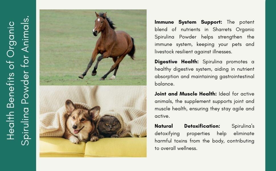 Health benefits of organic spirulina powder supplement for dogs cats and horses supporting immunity digestion and joint health