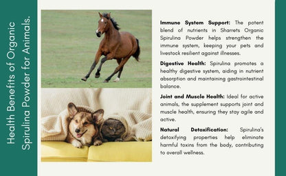 Health benefits of organic spirulina powder supplement for dogs cats and horses supporting immunity digestion and joint health