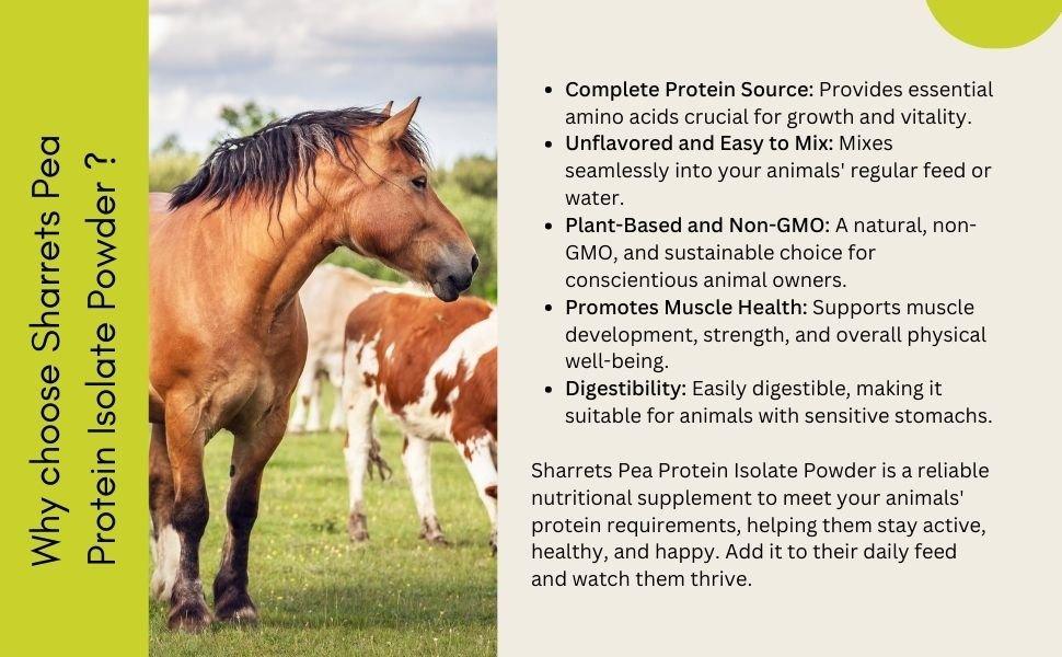 Benefits of pea protein powder supplement for dogs cats horses and livestock supporting muscle growth strength and digestion