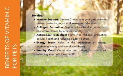 Vitamin C benefits for dogs and cats – L-ascorbic acid supports immune system, collagen formation, antioxidant protection, energy and healthy coat in pets